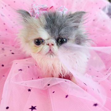 Dilute calico persian kitten