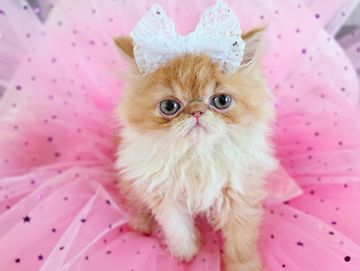 Red persian kitten bicolor