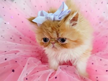 Red Exotic Longhair kitten