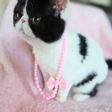 Bicolor exotic shorthair
