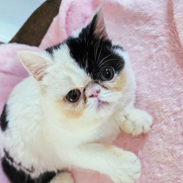 Bicolor Exotic shorthair