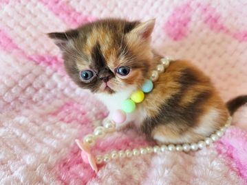 Chocolate Calico ESH kitten