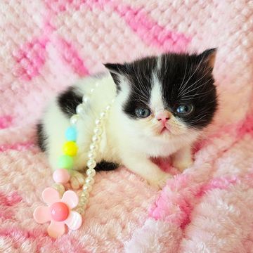 Black/white esh kitten