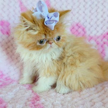 Red persian kitten