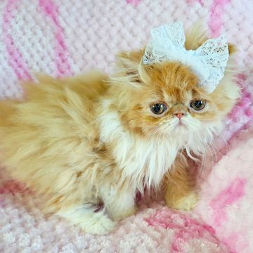 Red persian kitten