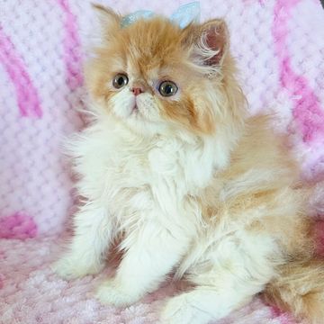 Red exotic longhair kitten