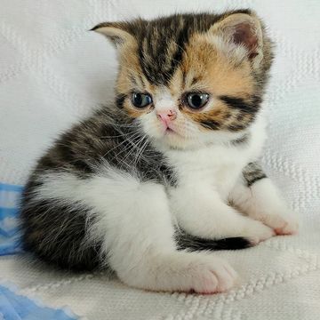 Brown tabby exotic shorthair kitten