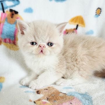Cream exotic shorthair