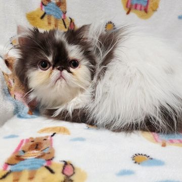 Chocolate Bicolor exotic longhair kitten