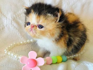 Calico exotic shorthair kitten
