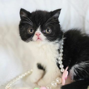 Tuxedo exotic shorthair kitten