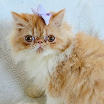 Red persian kitten