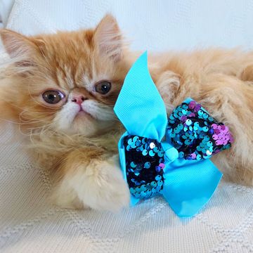 Persian kitten male