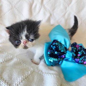 Tuxedo van exotic shorthair kitten