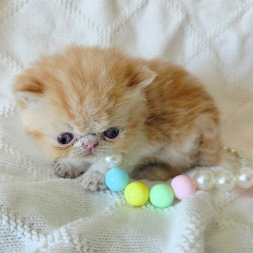 Red esh kitten