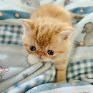 ESH red tabby