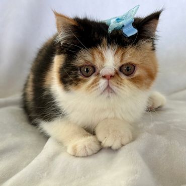 Calico ESH kitten