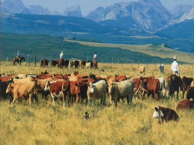 Cowboys herding cattle in a mountainous pasture.