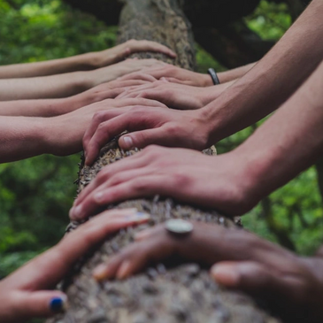 several hands of different ethnicities on a tree trunk