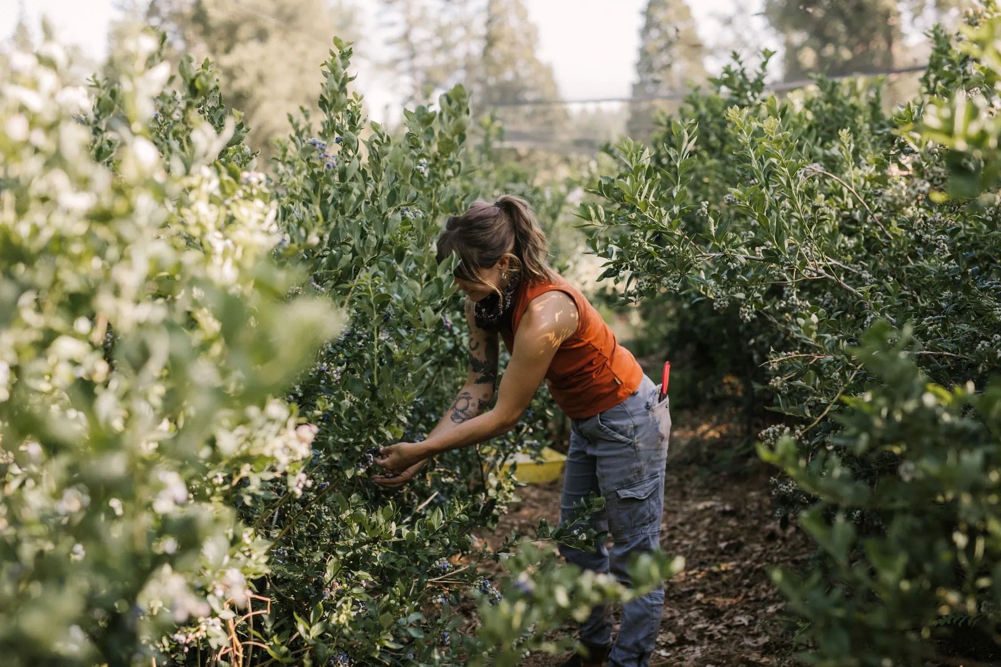 Woman landscaping in the Sierra Nevada for a design company.