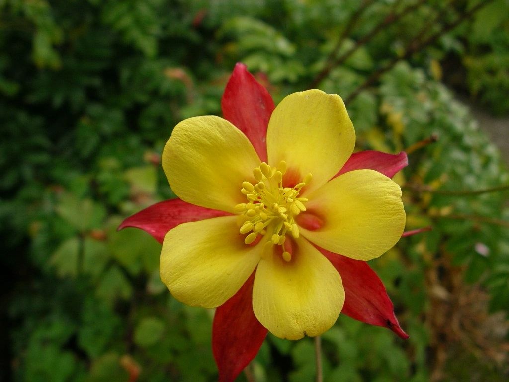 Flower_001 Flower_001