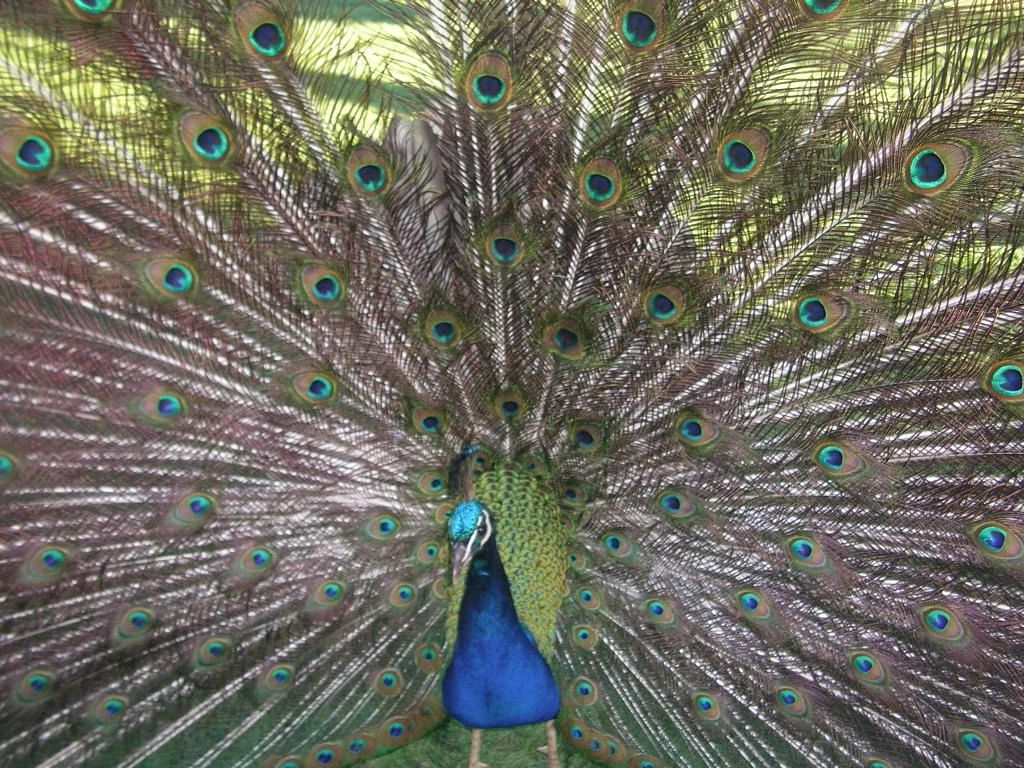 Peacock3 Peacock3