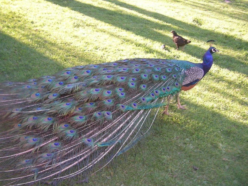 Peacock4 Peacock4