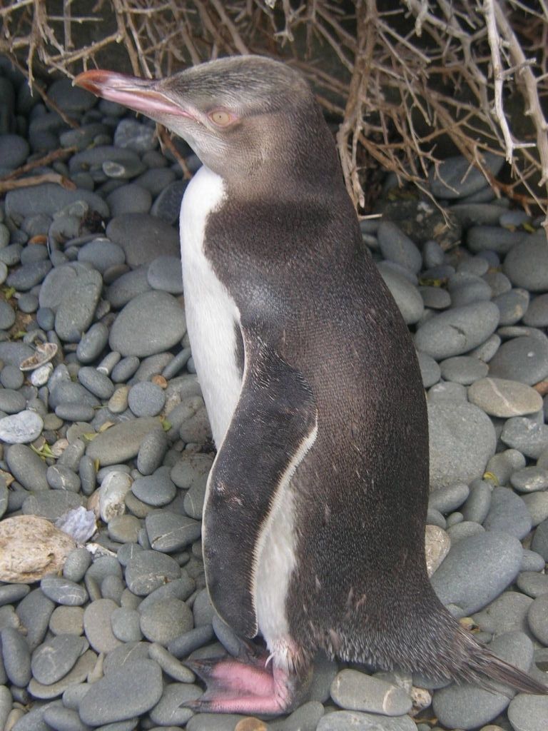 Penguin2_001 Penguin2_001