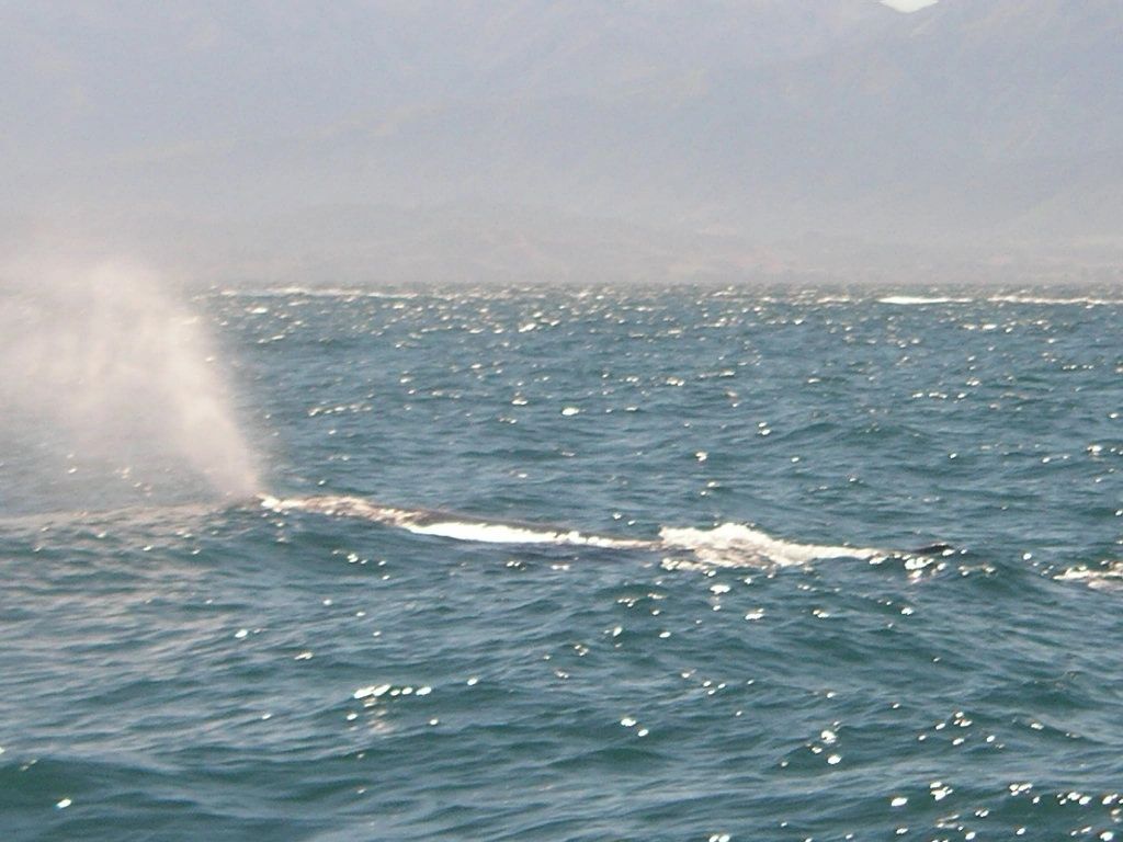 Whale2 Whale2