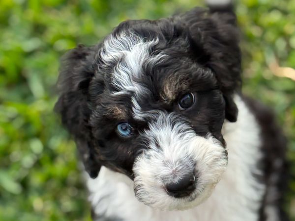 Aussiedoodles of Austin Puppy Profile Picture with green grass and single blue eye.