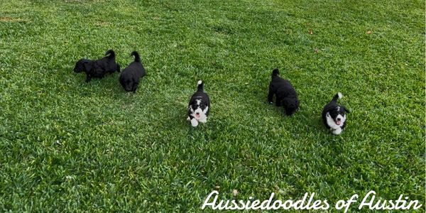 Aussiedoodles of Austin puppies at play outside.