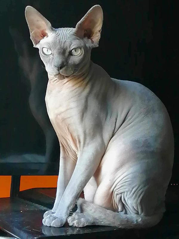 Lilac sphynx female in BC Canada