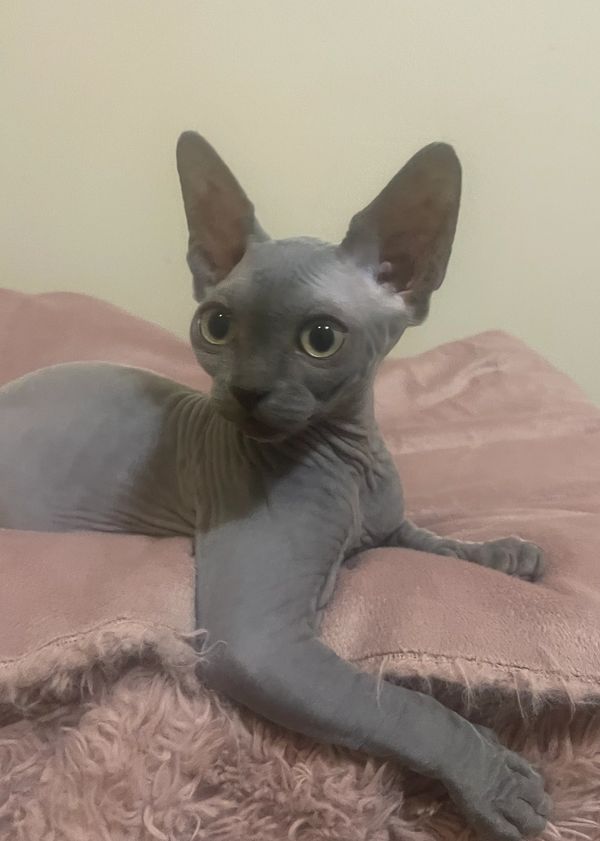 Blue sphynx female in British Columbia