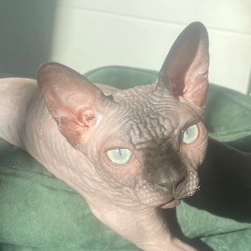 extreme wrinkle chocolate point sphynx, male, located in British Columbia, Canada