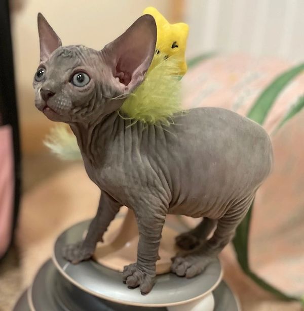 Blue sphynx female in British Columbia