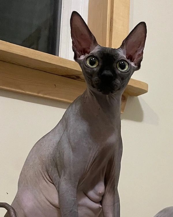 Black sphynx female with gold eyes