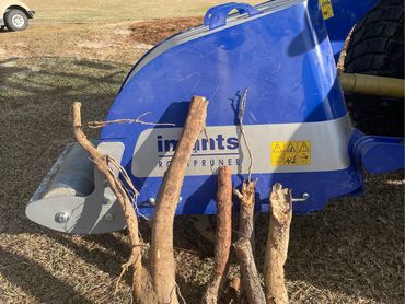 Imants Rootpruner