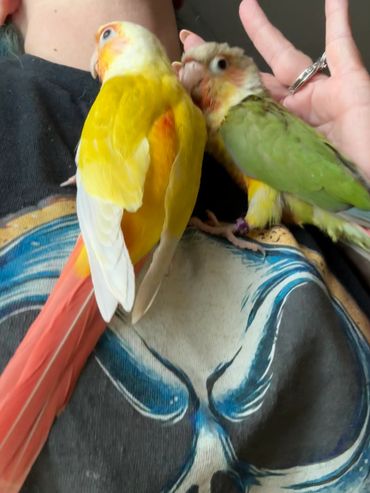 Suncheek and pineapple green cheek conures