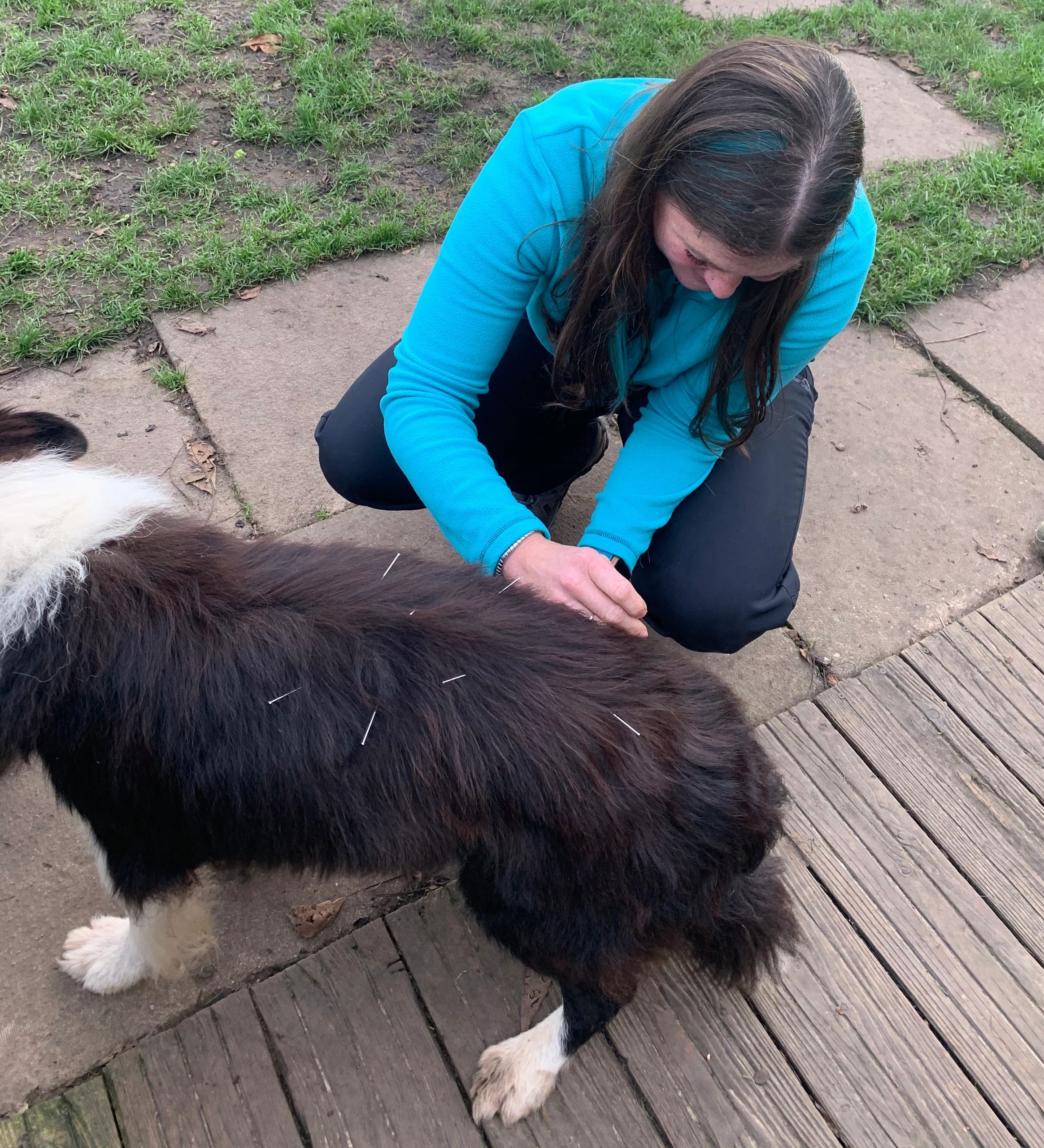 Christel Caderius van Veen treats arthritic dogs at home with acupuncture. It helps with comfort and