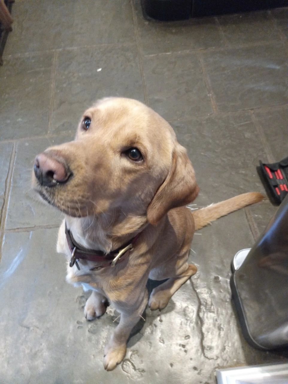 Most patients will sit quite happily - they are waiting for the treats from Christel the mobile vet
