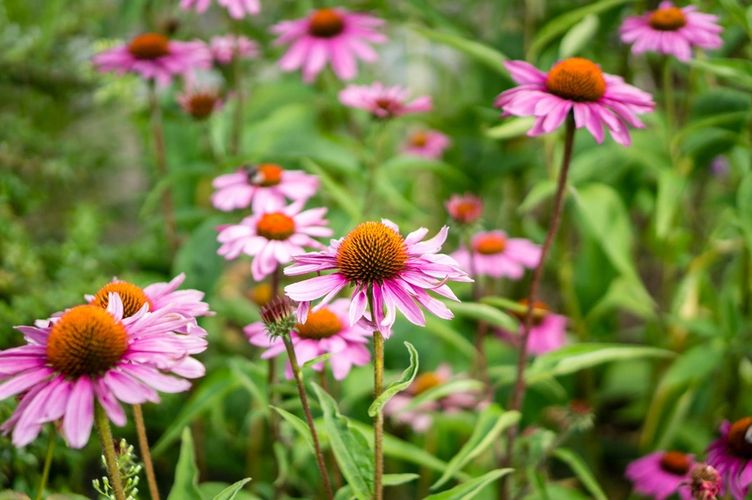 Anne Sash Homeopath echinacea flowers