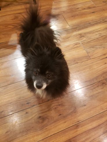 Dutchess is our oldest mom who absolutely loves her babies!