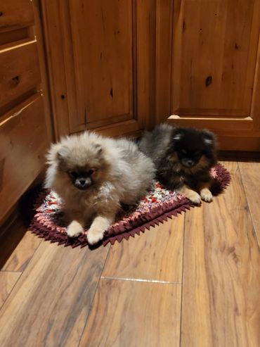 Our last two females are sisters. They come from champion bloodlines are super sweet!