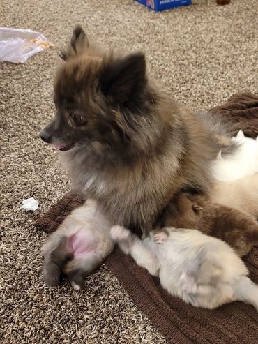 Cinder is a great mom and very friendly. She weighs around six pounds.