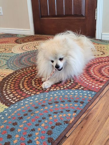 Moki, our male is super friendly with a great temperment and a thick double coat. He weighs around s