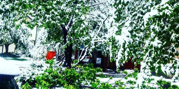 Prevent Winter Storm Damage with Proper Pruning. 