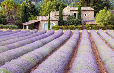 "Country Living, Provence"
A Provençal villa among a field of lavendar.