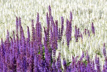 Lavendar and White field of flowers