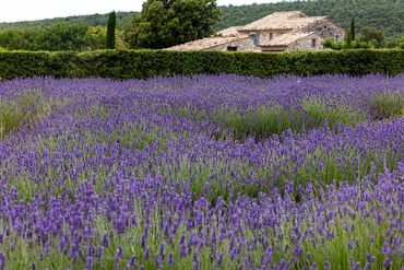 "Lavender And House"
A Provençal home among a field of lavendar