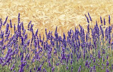 "Lavender And Wheat"